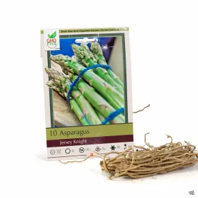 Asparagus 'Jersey Knight'