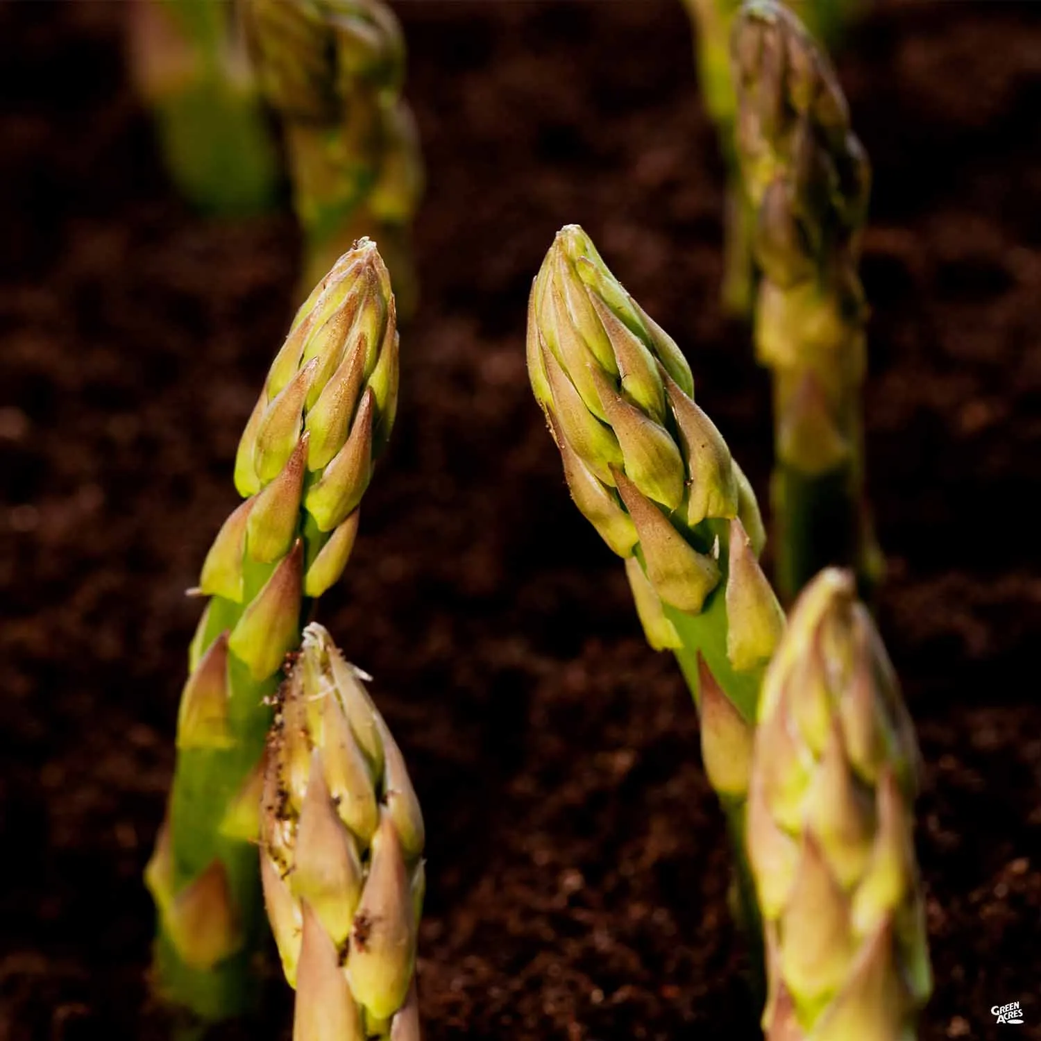 Asparagus