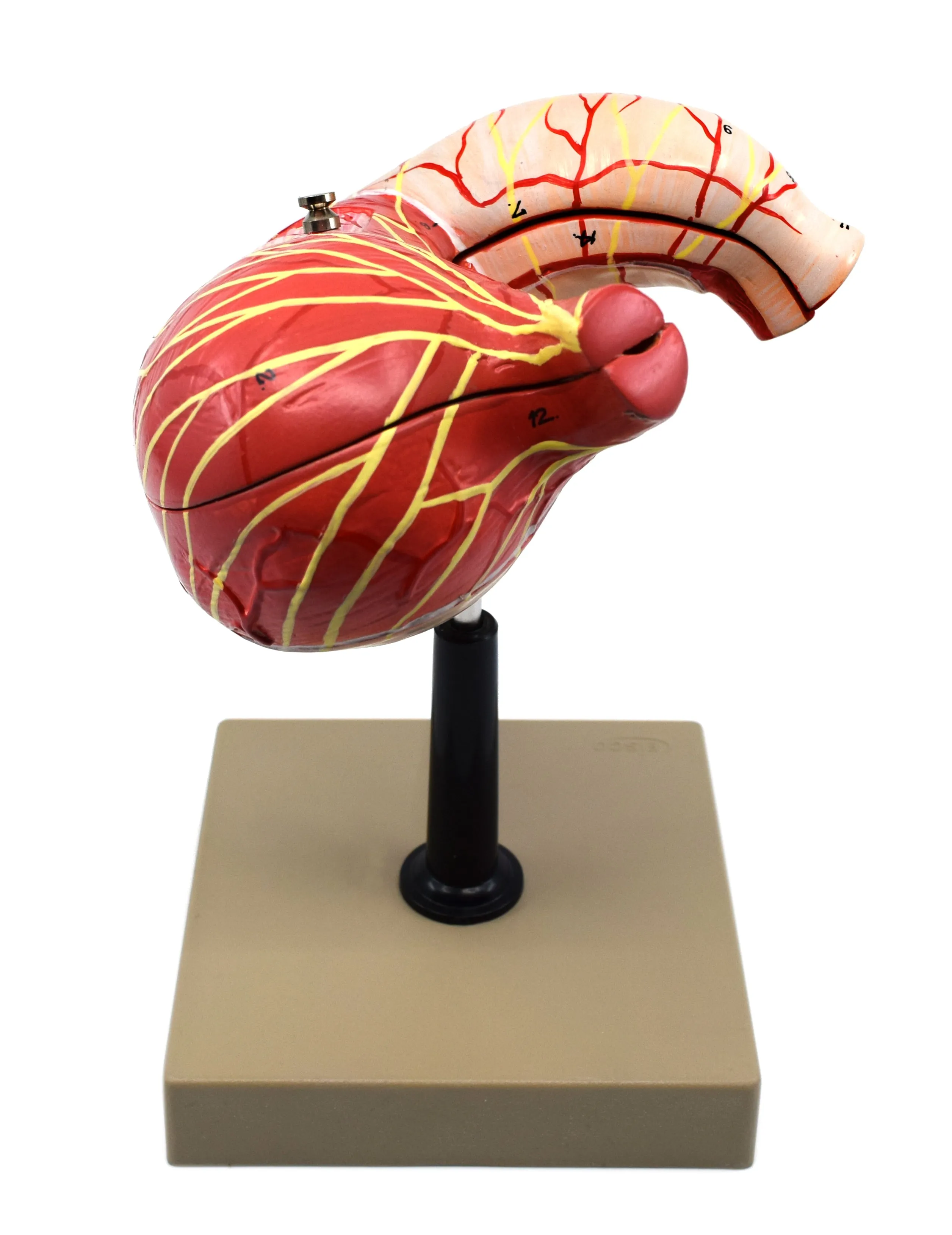 Human Stomach Model, 2 Parts, Three Dimensional, Sectional View with Hand Painted Details - Mounted on Base, 5" x 5" x 7.5" - Eisco Labs