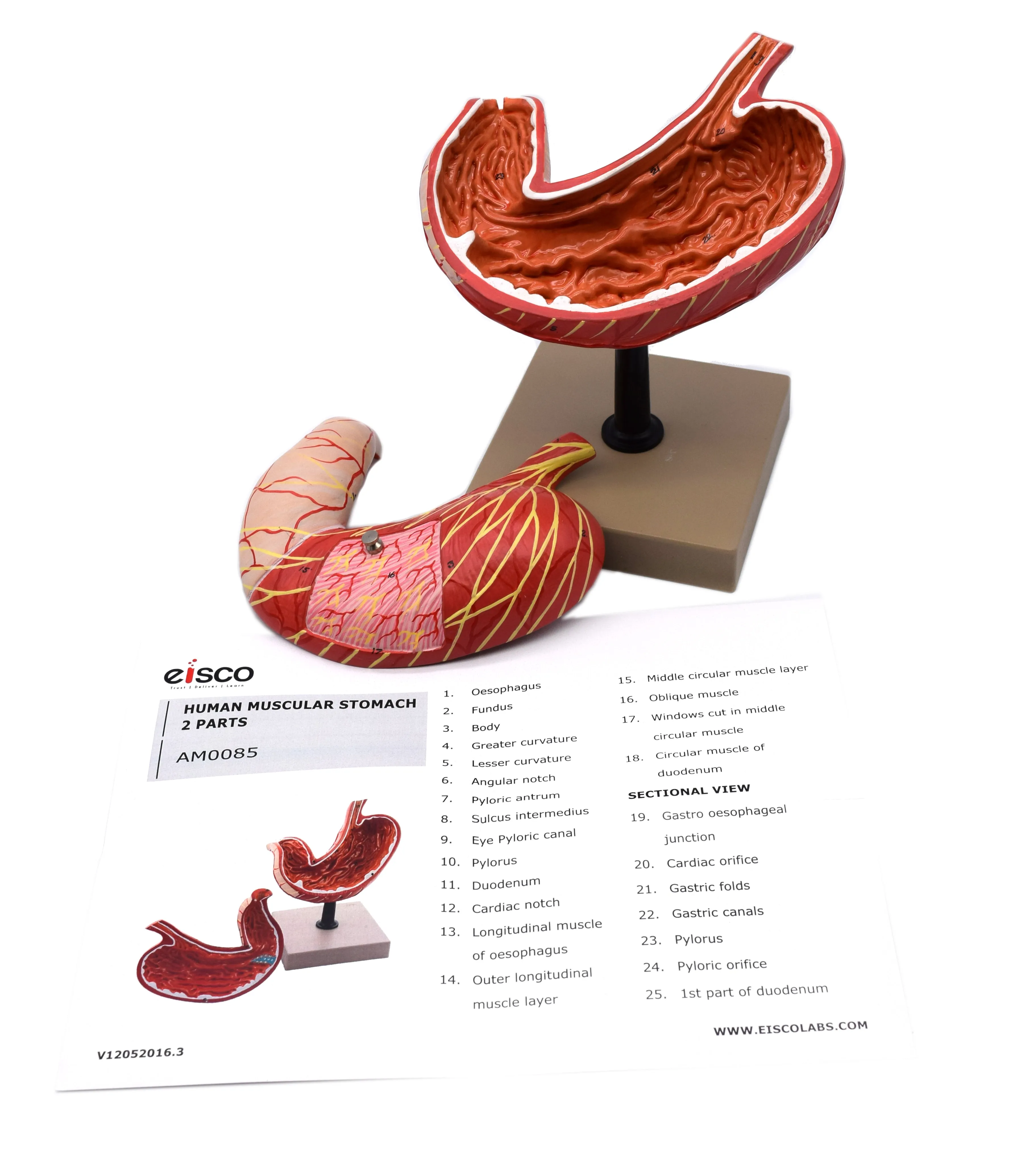 Human Stomach Model, 2 Parts, Three Dimensional, Sectional View with Hand Painted Details - Mounted on Base, 5" x 5" x 7.5" - Eisco Labs