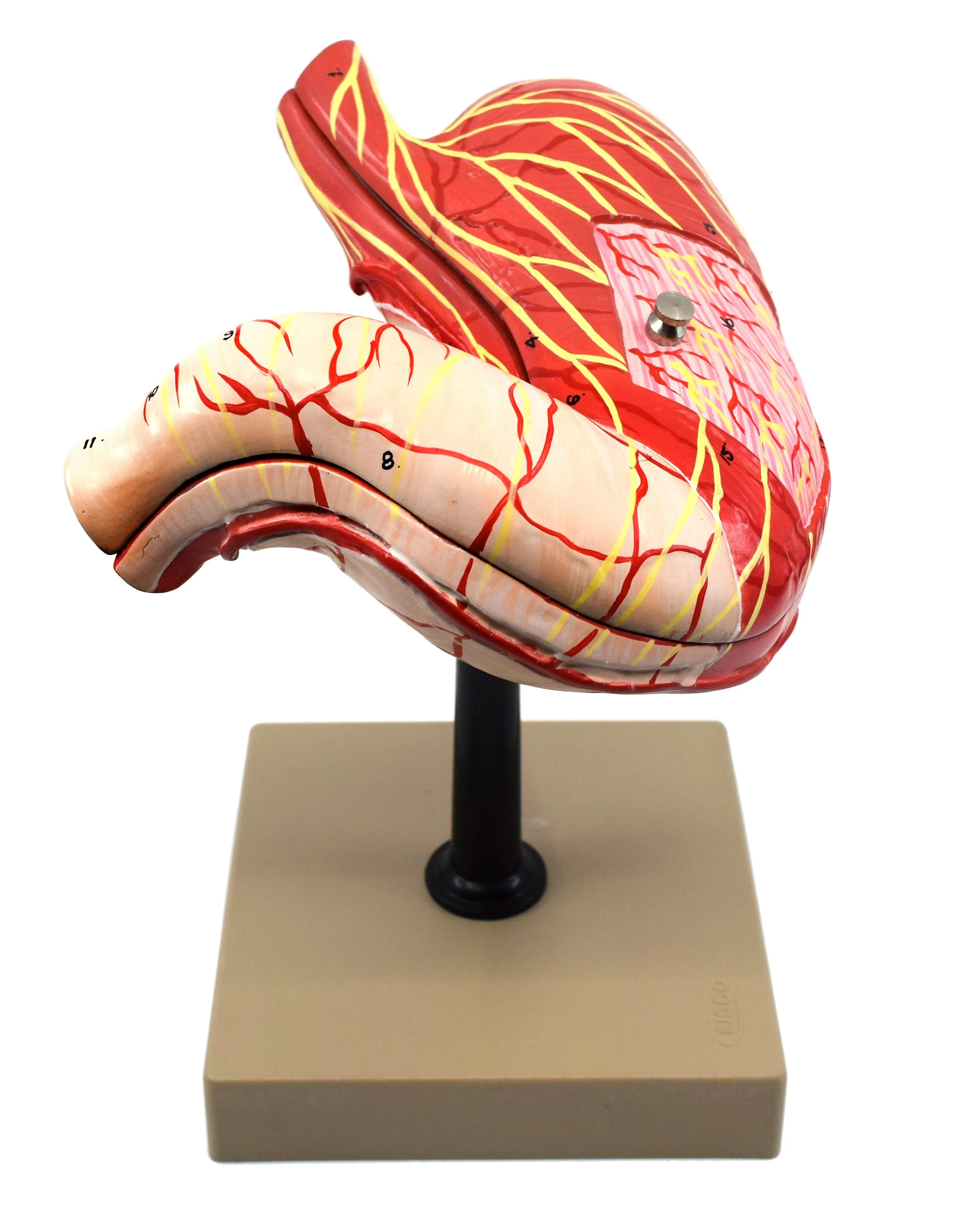 Human Stomach Model, 2 Parts, Three Dimensional, Sectional View with Hand Painted Details - Mounted on Base, 5" x 5" x 7.5" - Eisco Labs